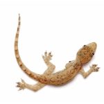 Feeder House Geckos for Sale