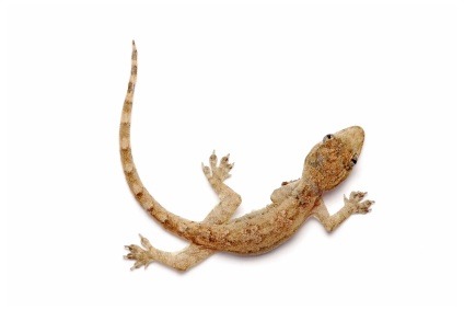 Young Gecko Feeder House Geckos for Sale