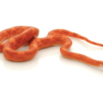 Fire Corn Snake for Sale