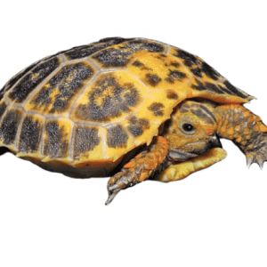 Home 43 Forsteins Tortoises