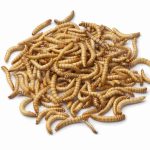 Giant Mealworms For Sale