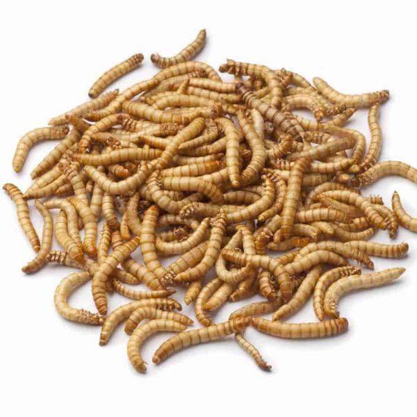 Giant-Mealworms Giant Mealworms