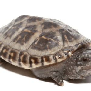 Home 41 Giant Mexican Musk Turtle 1