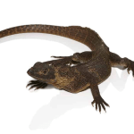 Giant Sailfin Dragon For Sale