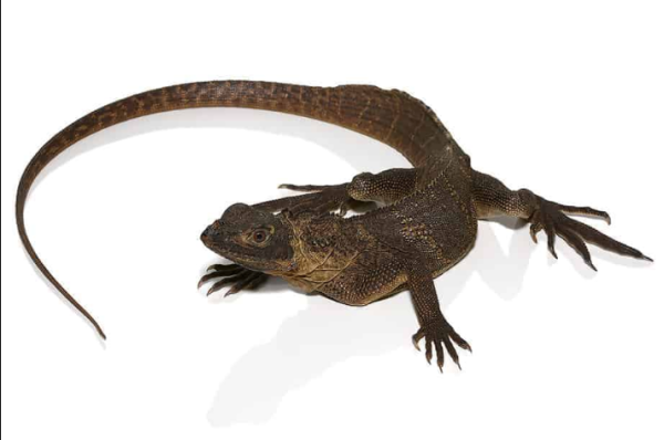 Giant-Sailfin-Dragon Giant Sailfin Dragon