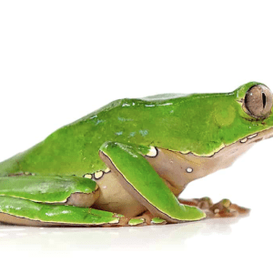 Home 32 Giant Waxy Monkey Tree Frog