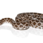 Great Plains Rat snake