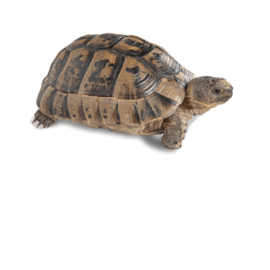 Home 38 Greek Tortoise for Sale