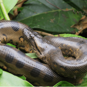 Green Anaconda for Sale