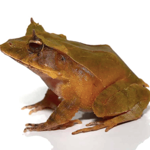 Home 38 Green Solomon Island Eyelash Frog