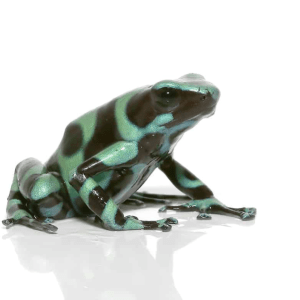 Home 39 Green and Black Poison Dart frogs