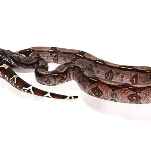 Guyana Redtail Boa