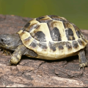 Home 40 Hermanns Tortoise 600x518 1