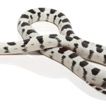 High White California Kingsnake