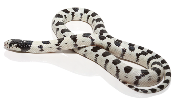 High White California Kingsnake