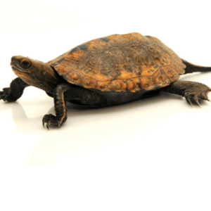 Home 35 Japanese Pond Turtle for Sale