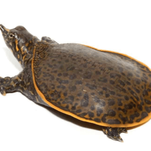 Home 40 Leopard Softshell Turtle