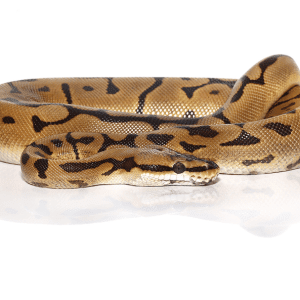 Home 20 Leopard Spider Ball Python