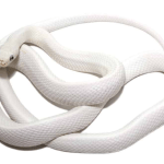 Leucistic Texas Rat snake