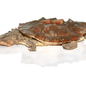 Home 41 Mata Mata Turtle