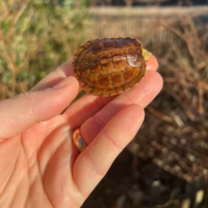 Home 34 McCords Box Turtle For Sale