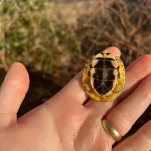 Home 35 McCords Box Turtle For Sale8