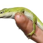 Megladon Green Anole