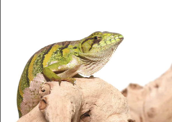 Monkey-Anole Monkey Anole