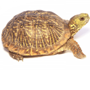 Home 37 Ornate Box Turtle for Sale