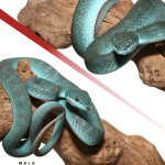 Pair Of Komodo Island Pit Vipers