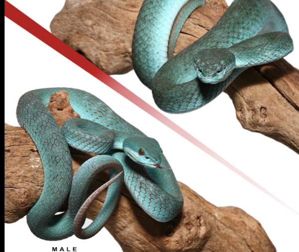 Pair-Of-Komodo-Island-Pit-Vipers Pair Of Komodo Island Pit Vipers