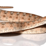 Palestine Saw Scale Viper