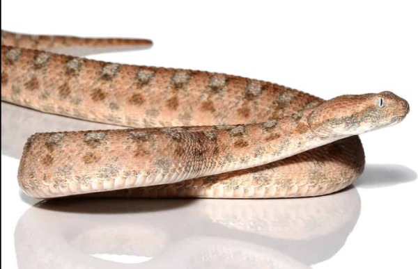 Palestine-Saw-Scale-Viper Palestine Saw Scale Viper