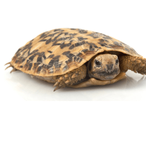 Home 34 Pancake Tortoise for Sale