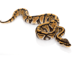 Pastel Ball Python for Sale