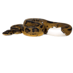 Piebald Ball Python for Sale
