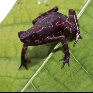 Home 21 Purple Harlequin Toad