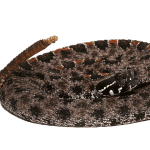 Pygmy Rattlesnake