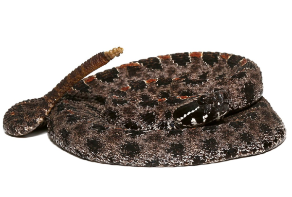 Pygmy-Rattlesnake Pygmy Rattlesnake
