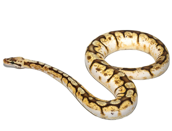 Queenbee Ball Python