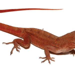Red Chili Pepper Anole