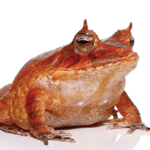 Home 35 Red Solomon Island Eyelash Frog