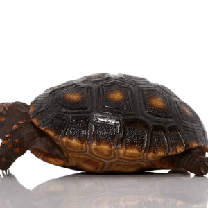 Home 43 Redfoot Tortoise