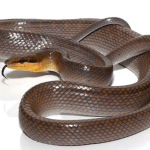 Silver Red Tailed Rat snake
