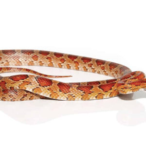 South Florida Corn snake