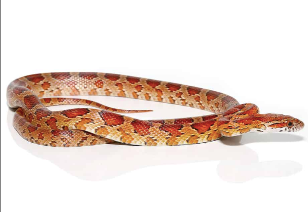 South Florida Cornsnake