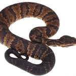 Southern Cotton Mouth