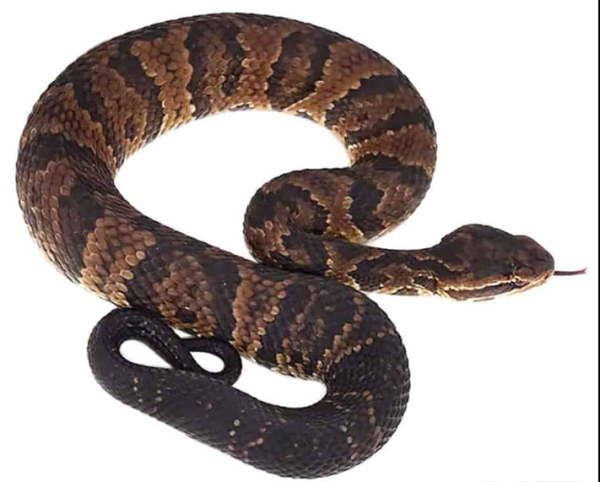 Southern-Cotton-Mouth Southern Cotton Mouth