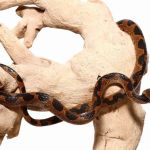 Suriname Cat Eyed Snake