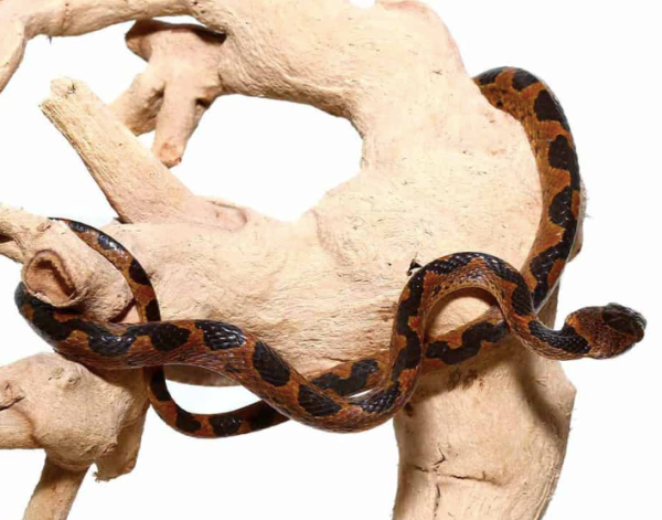 Suriname-Cat-Eyed-Snake Suriname Cat Eyed Snake